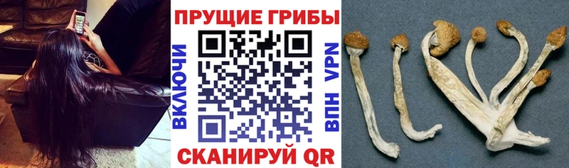 Псилоцибиновые грибы ЛСД  купить наркоту  Шагонар 